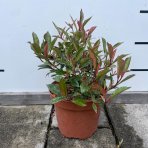 Červienka Fraserova (Photinia × fraseri) ‘LITTLE FENNA’ - výška 15-25, kont. C2L